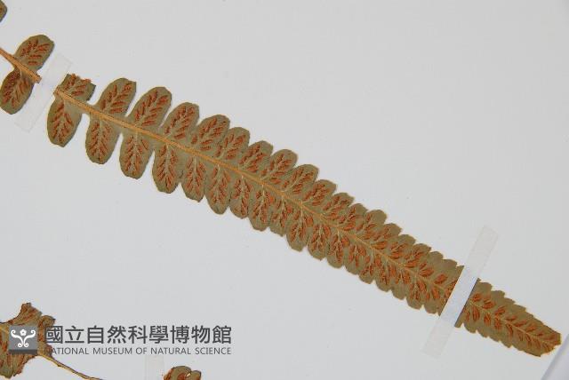 登錄號:P003522藏品圖，第4張