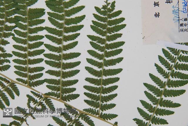 短葉蹄蓋蕨藏品圖，第4張