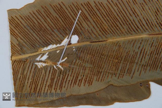 登錄號:P005322藏品圖，第4張