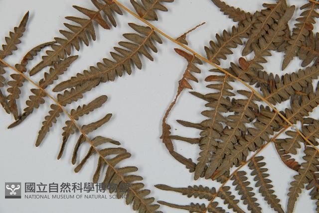 蕨藏品圖，第2張
