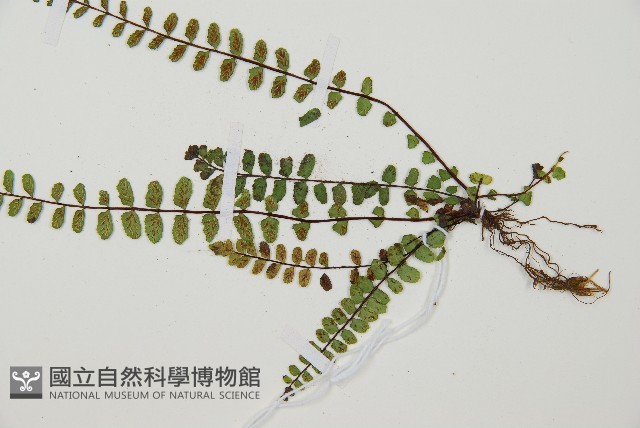 鐵角蕨藏品圖，第4張