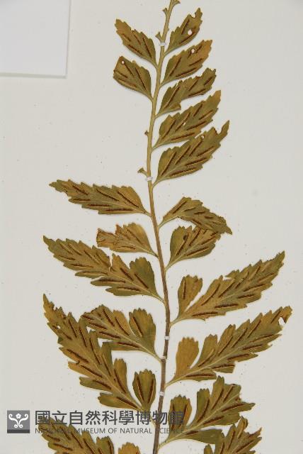 裂葉鐵角蕨藏品圖，第7張
