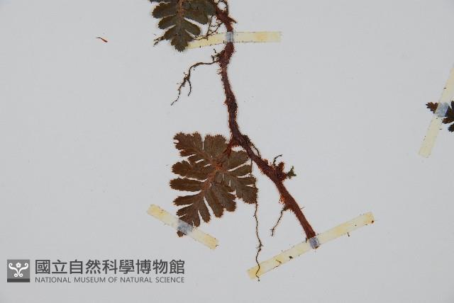 鱗葉陰石蕨藏品圖，第4張