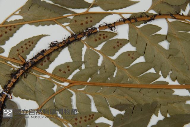鐮形假毛蕨藏品圖，第4張