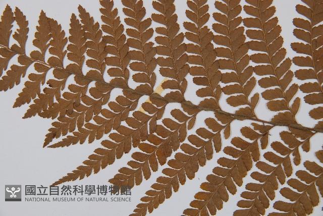 粗毛鱗蓋蕨藏品圖，第4張