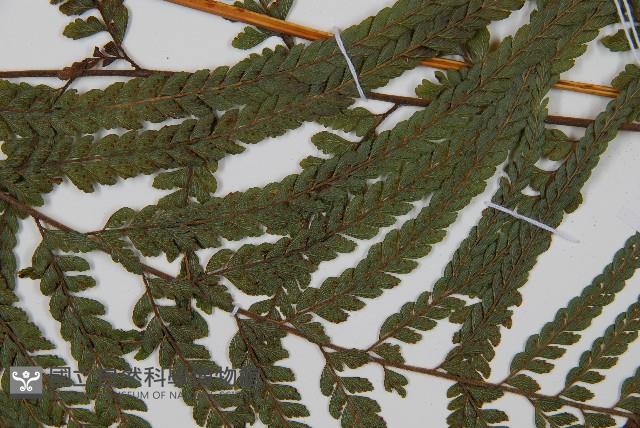 粗毛鱗蓋蕨藏品圖，第4張