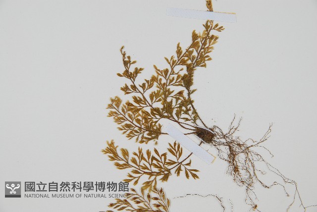 薄葉鐵角蕨藏品圖，第4張