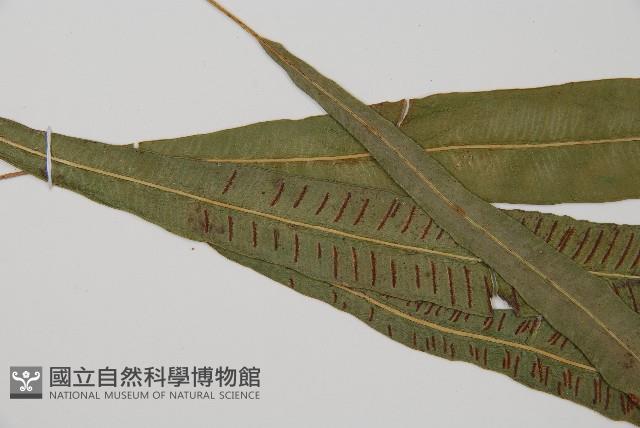 單葉雙蓋蕨藏品圖，第4張