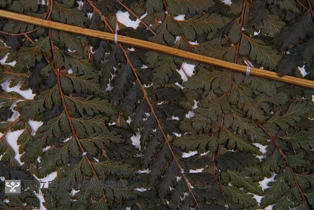 粗毛鱗蓋蕨藏品圖，第4張