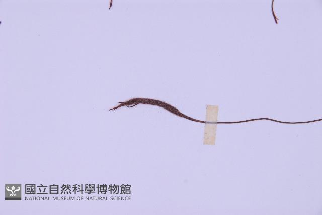 線葉鐵角蕨藏品圖，第4張