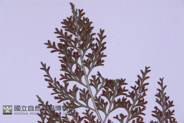 尖葉鐵角蕨藏品圖，第4張