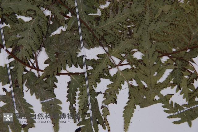 薄葉三叉蕨藏品圖，第4張