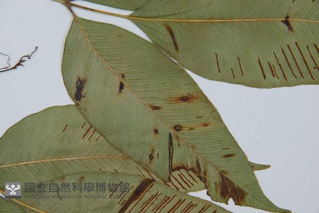 細柄雙蓋蕨藏品圖，第4張