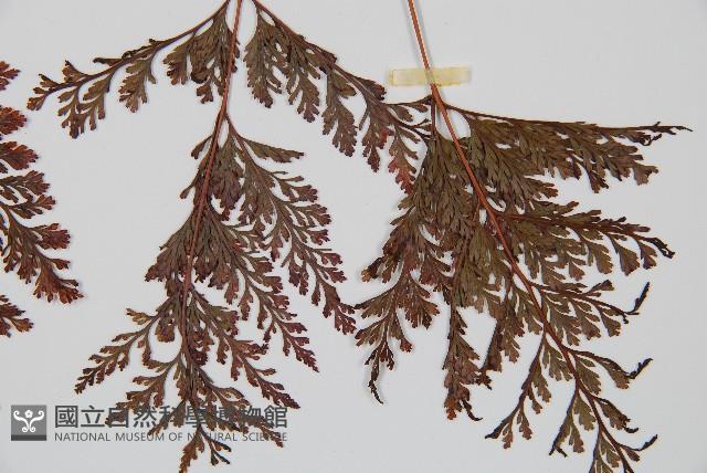 海州骨碎補藏品圖，第4張