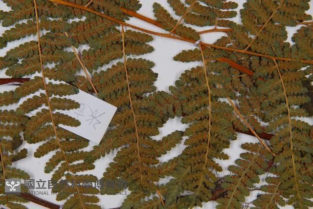 姬蕨藏品圖，第4張