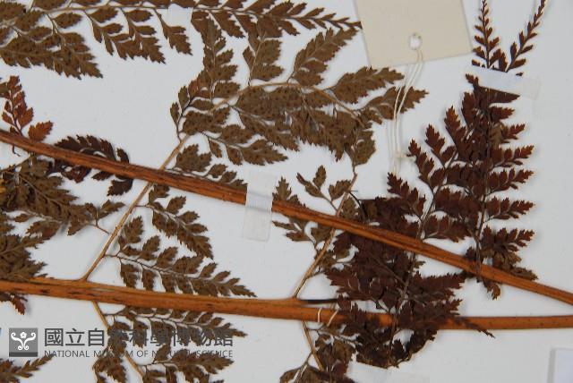 美麗複葉耳蕨藏品圖，第4張