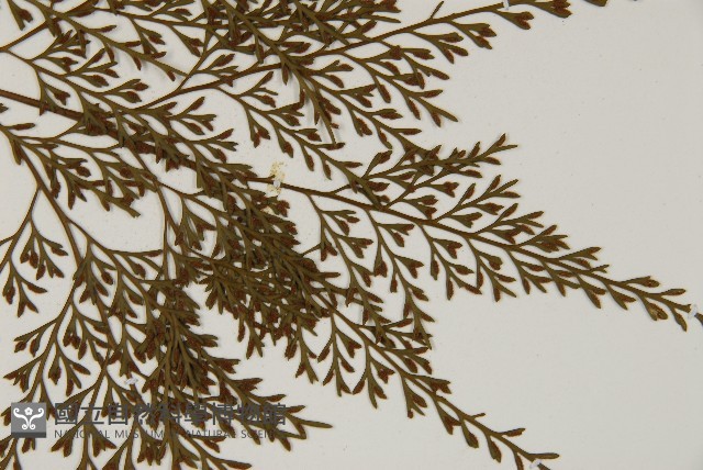 骨碎補鐵角蕨藏品圖，第4張