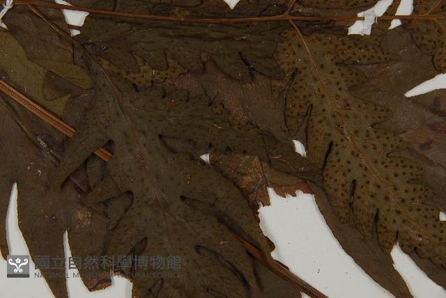 條裂三叉蕨藏品圖，第4張