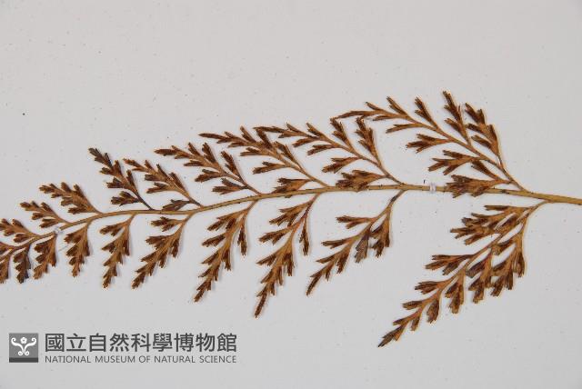 威氏鐵角蕨藏品圖，第4張