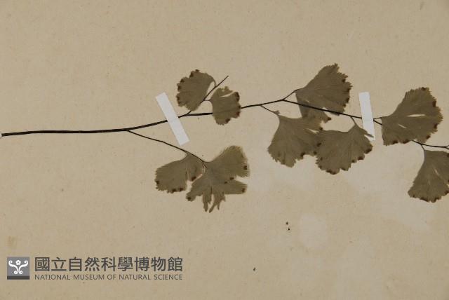 鐵線蕨藏品圖，第4張