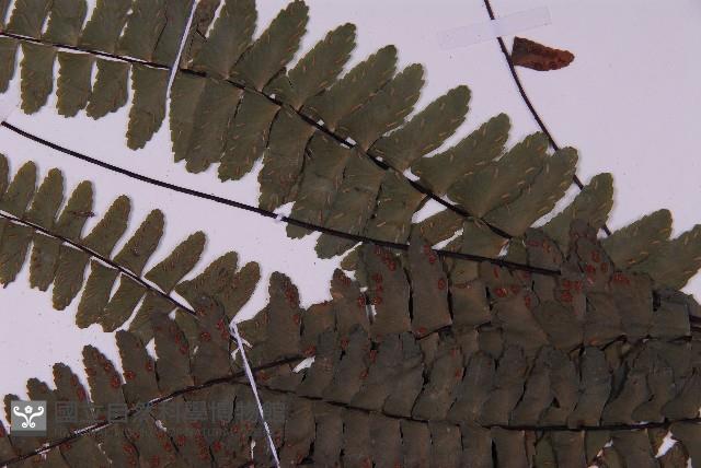 生芽鐵角蕨藏品圖，第4張