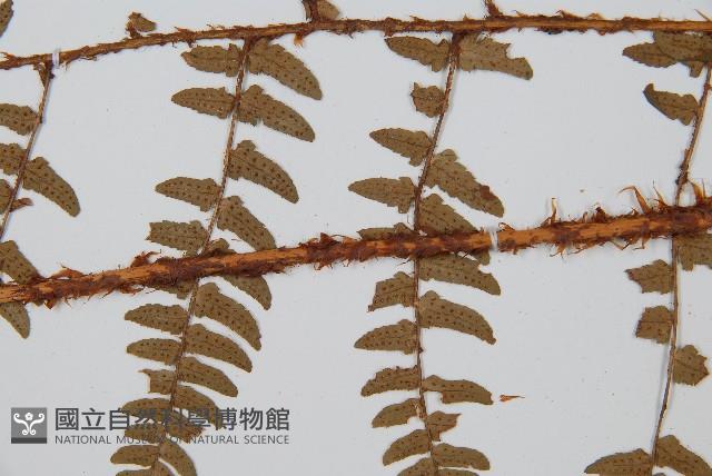 闊鱗鱗毛蕨藏品圖，第4張