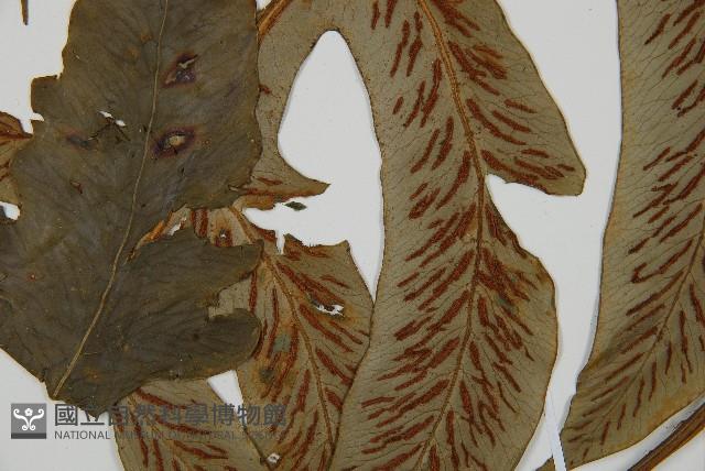 網脈雙蓋蕨藏品圖，第4張