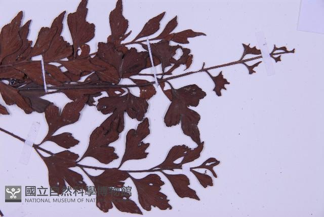 石生鐵角蕨藏品圖，第4張