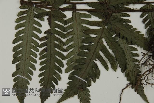 高士佛擬肋毛蕨藏品圖，第4張