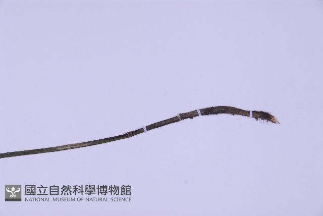 尖葉鐵角蕨藏品圖，第4張