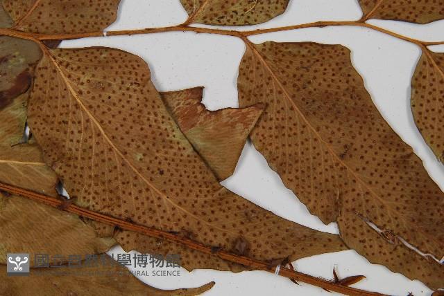 大葉貫眾蕨藏品圖，第4張