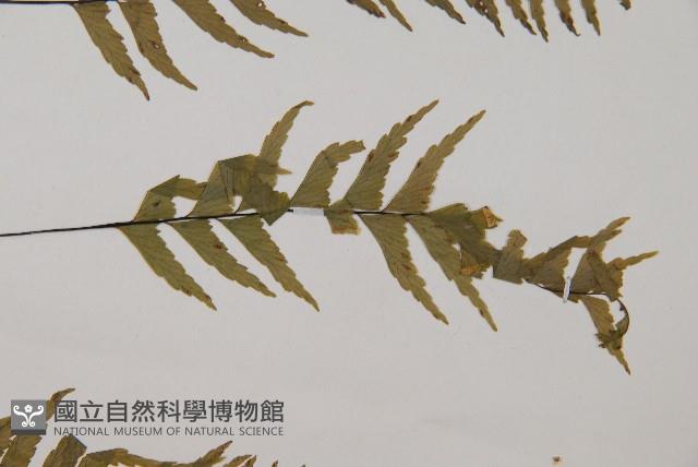 單邊鐵角蕨藏品圖，第4張