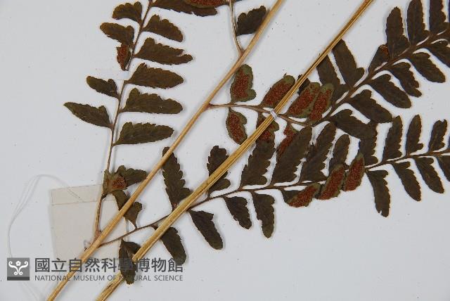 華中介蕨藏品圖，第4張