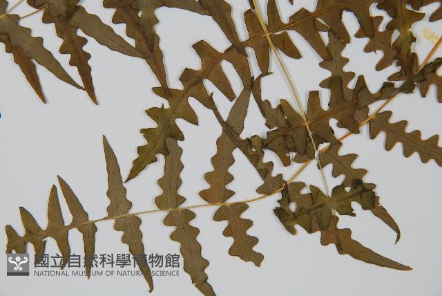 栗蕨藏品圖，第4張