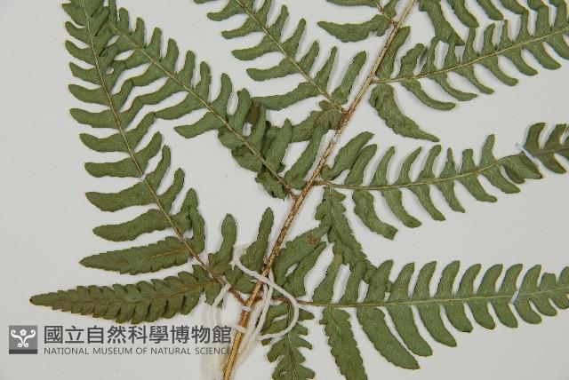 南海鱗毛蕨藏品圖，第4張