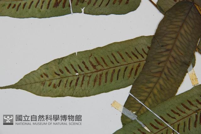 腸蕨藏品圖，第4張