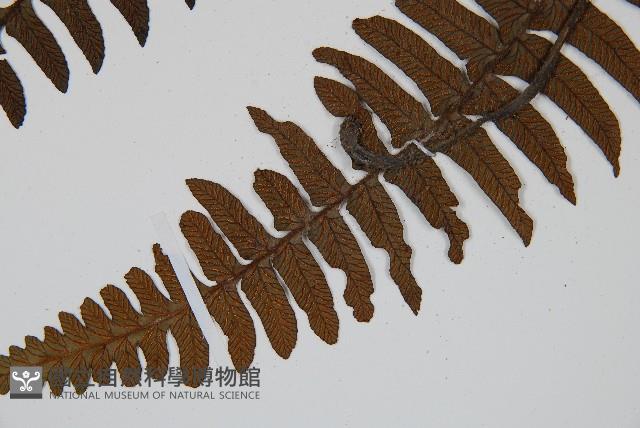 樸氏雙蓋蕨、毛柄蹄蓋蕨藏品圖，第4張