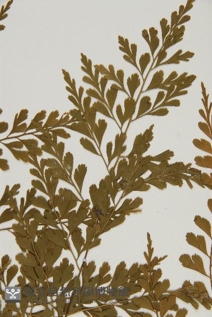 大黑柄鐵角蕨、黃鱗鐵角蕨、大羽鐵角蕨藏品圖，第4張