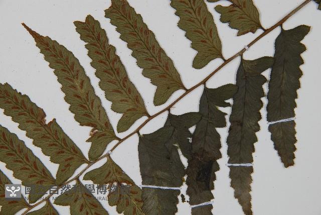 鋸齒雙蓋蕨、線葉雙蓋蕨、刺鱗雙蓋蕨藏品圖，第4張