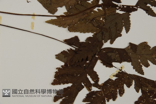 薄葉三叉蕨藏品圖，第4張