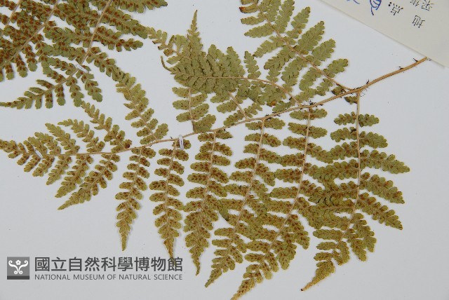 黑鱗短腸蕨藏品圖，第4張