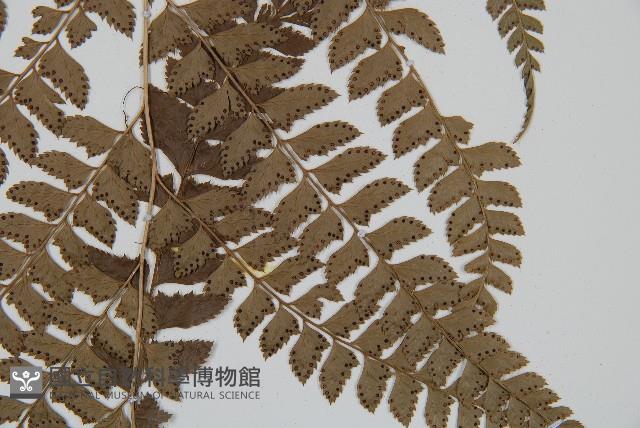 斜方複葉耳蕨藏品圖，第3張