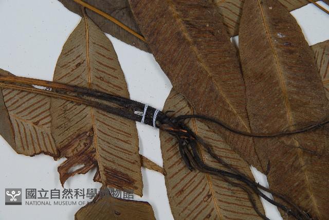 細柄雙蓋蕨藏品圖，第4張