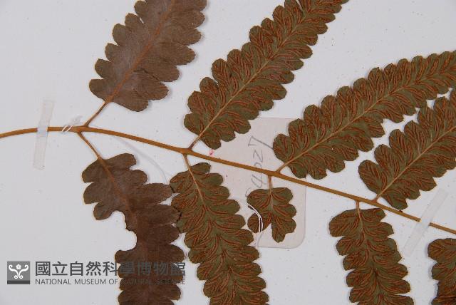 江南短腸蕨藏品圖，第4張