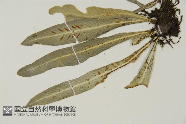 叢葉鐵角蕨藏品圖，第4張