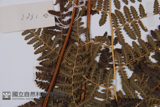 姬蕨藏品圖，第4張