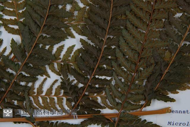 粗毛鱗蓋蕨藏品圖，第4張
