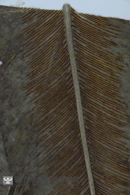 臺灣山蘇花藏品圖，第4張