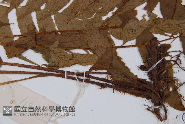 鱗軸短腸蕨藏品圖，第4張
