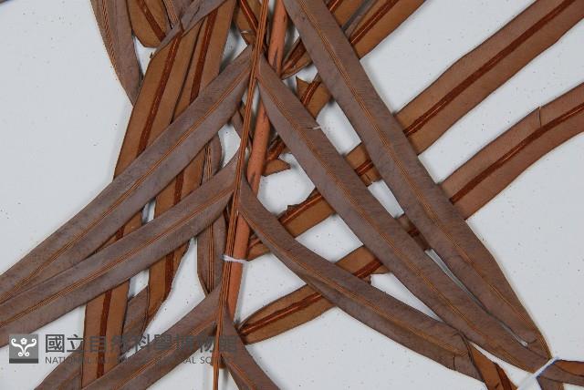 烏毛蕨藏品圖，第3張